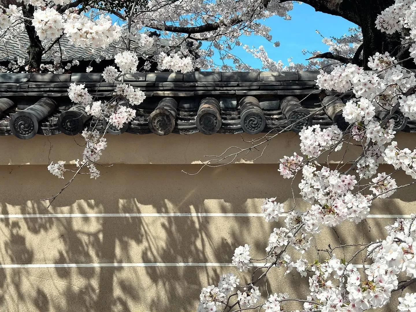 【京都 東寺 ガラクタ市 桜 骨董市 アンティーク 雑貨】