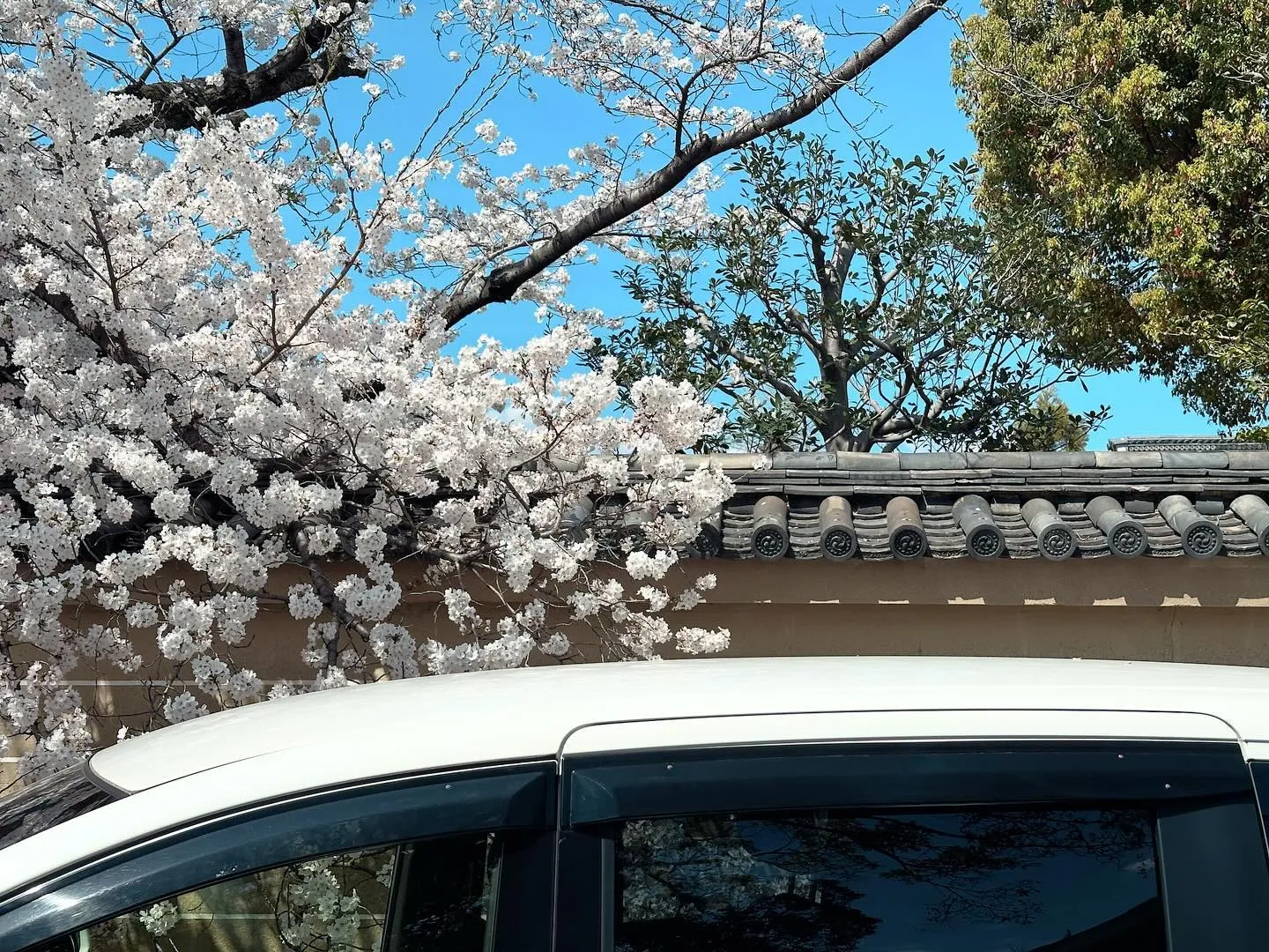 【京都 東寺 ガラクタ市 桜 骨董市 アンティーク 雑貨】