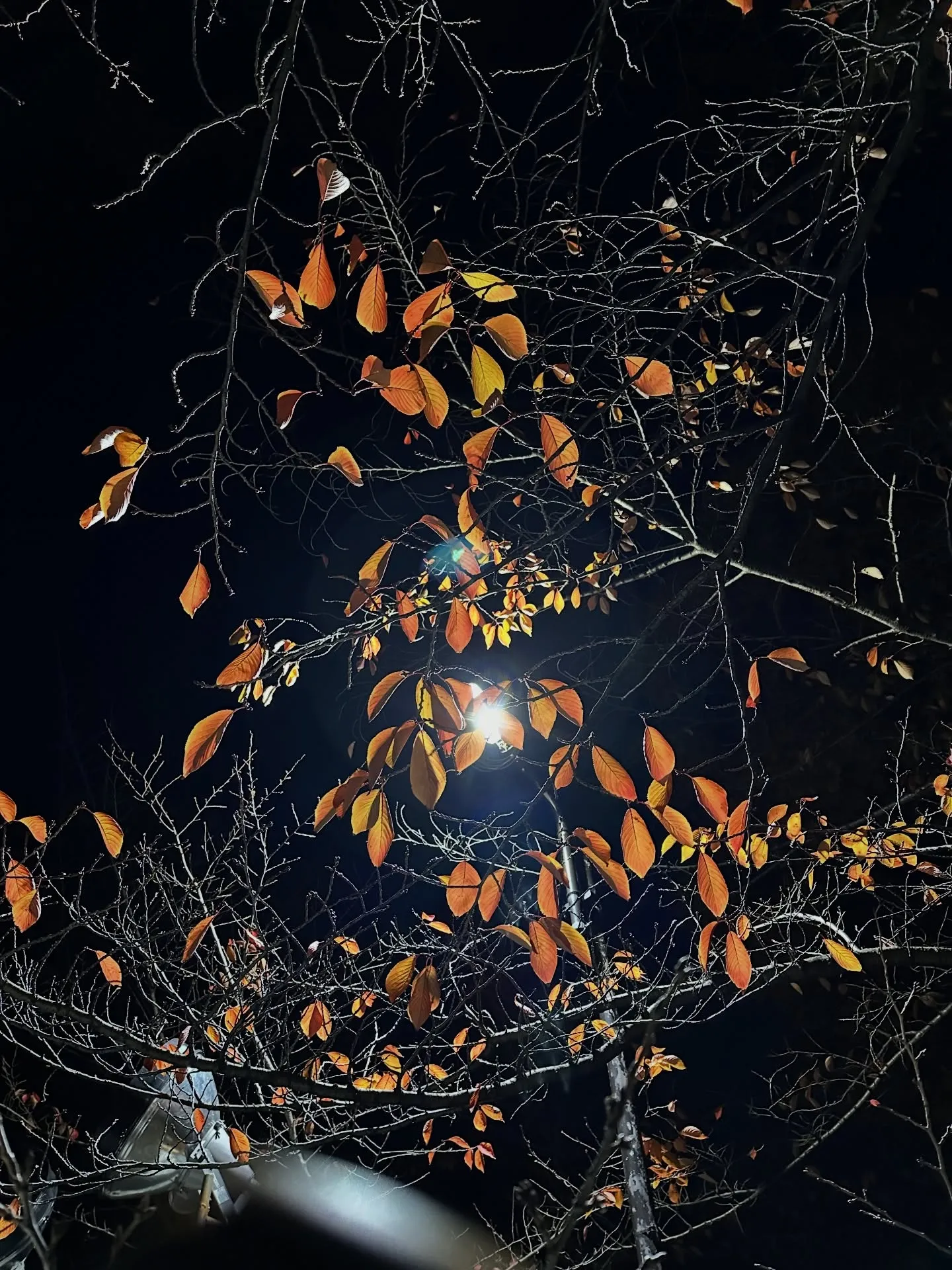 【京都 東寺 弘法市 骨董市】