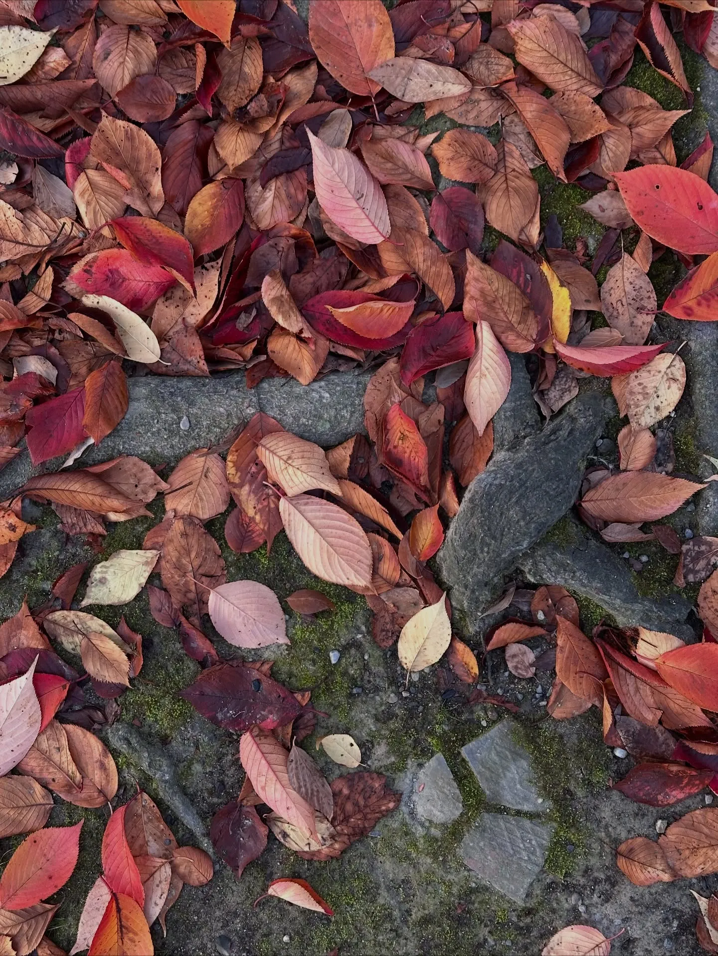 【京都 東寺 弘法市 骨董市】