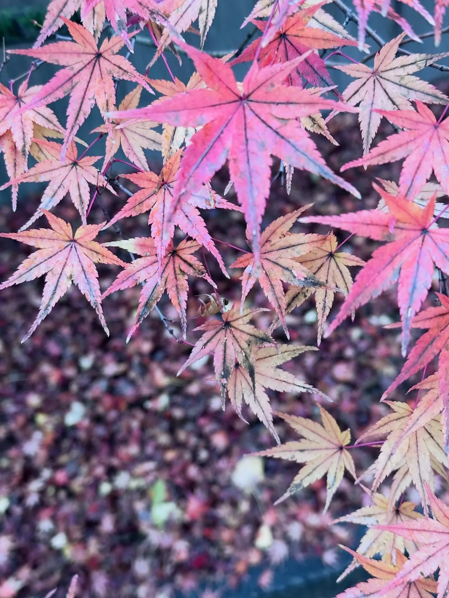 【京都 東寺 弘法市 毎月21日 終い弘法 骨董市】