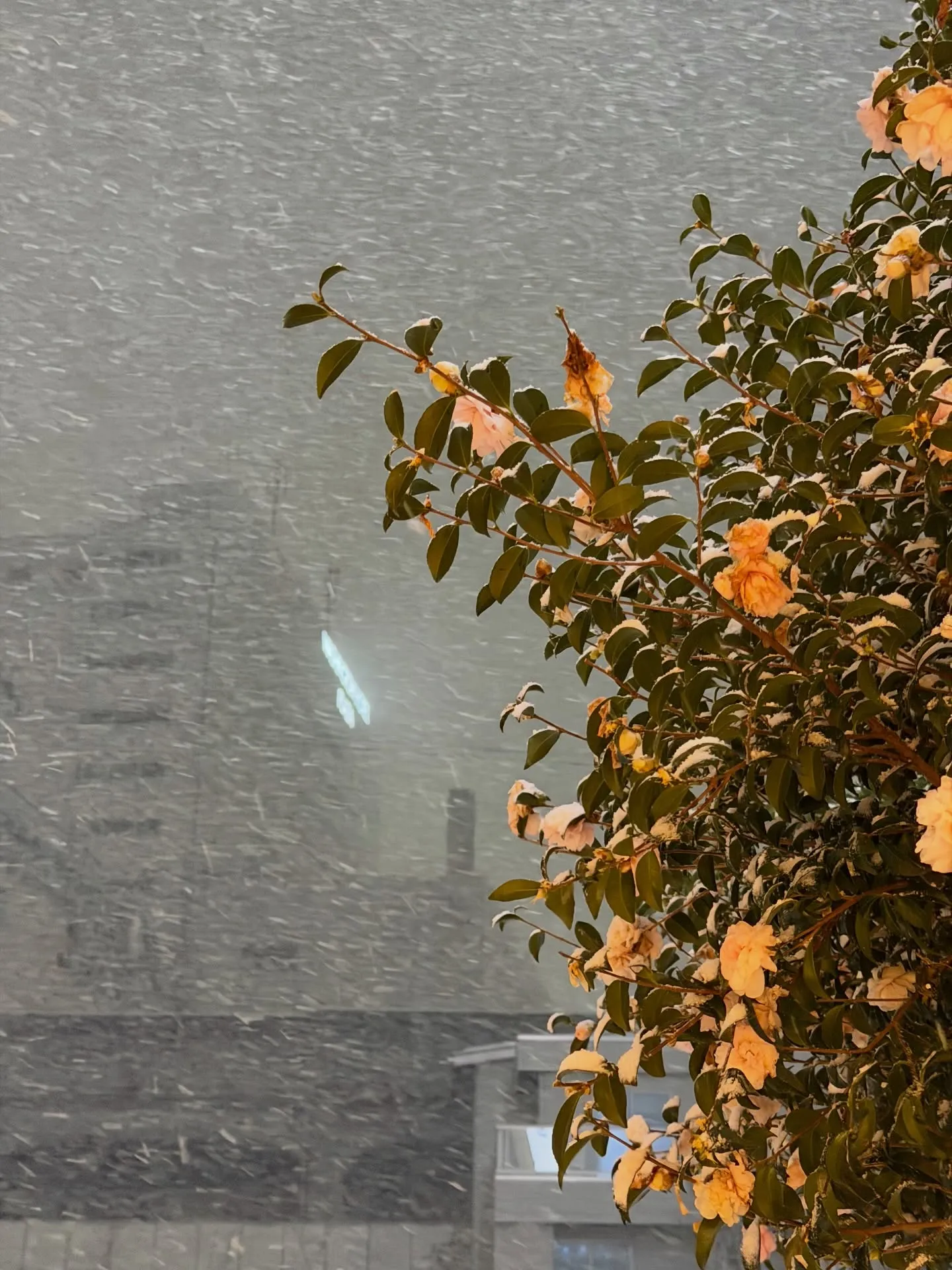 山陰地方に寒波襲来って事でしたので、前乗りして業者市場に行っ...