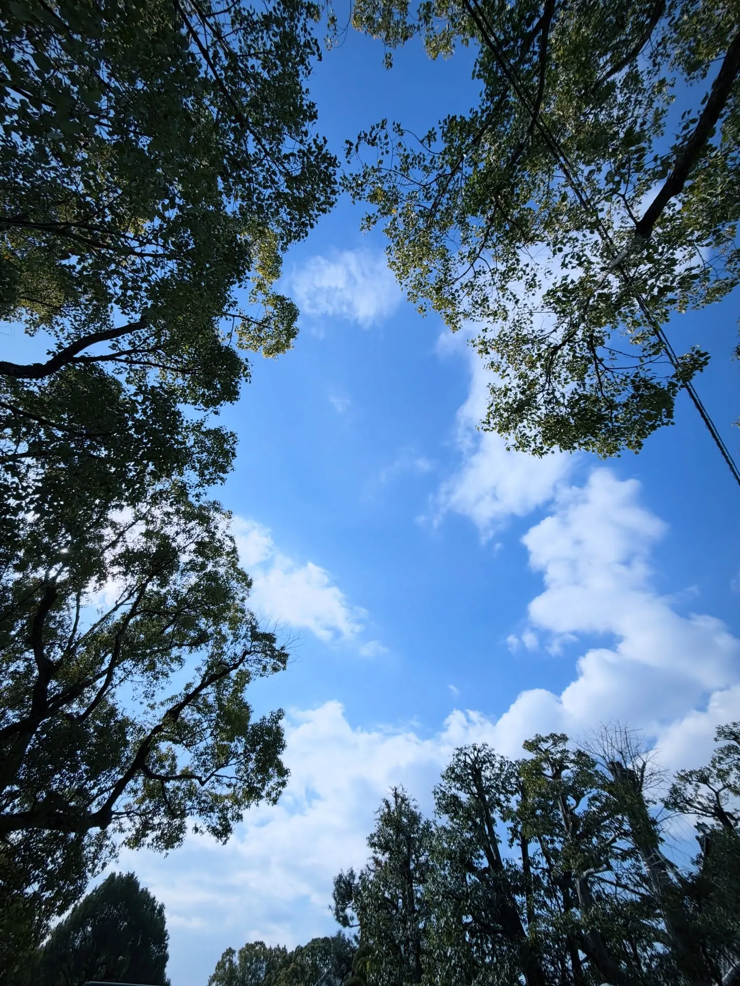 【京都 東寺 ガラクタ市 骨董市 毎月第一日曜日】