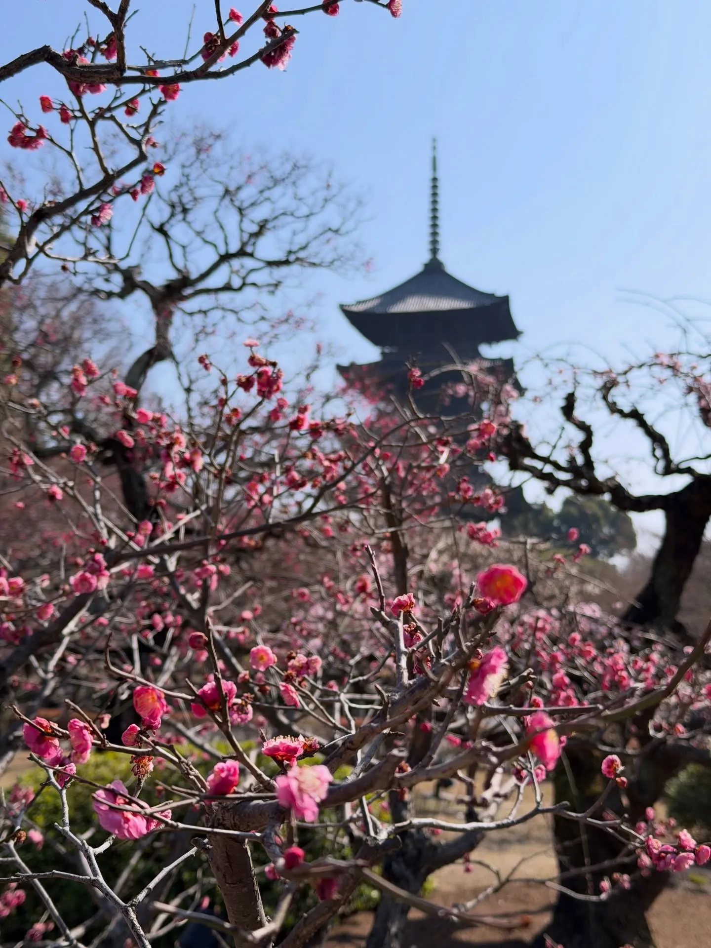 【京都 東寺 弘法市 毎月21日 骨董市】