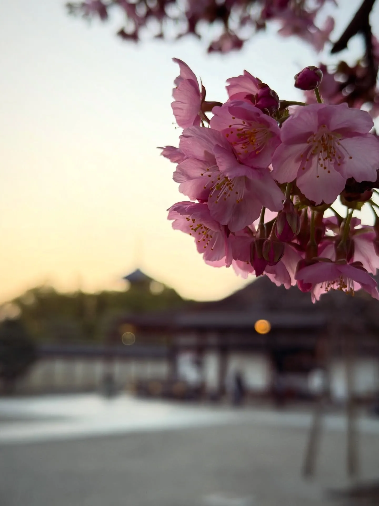【京都 東寺 ガラクタ市 毎月第一日曜日 骨董市】