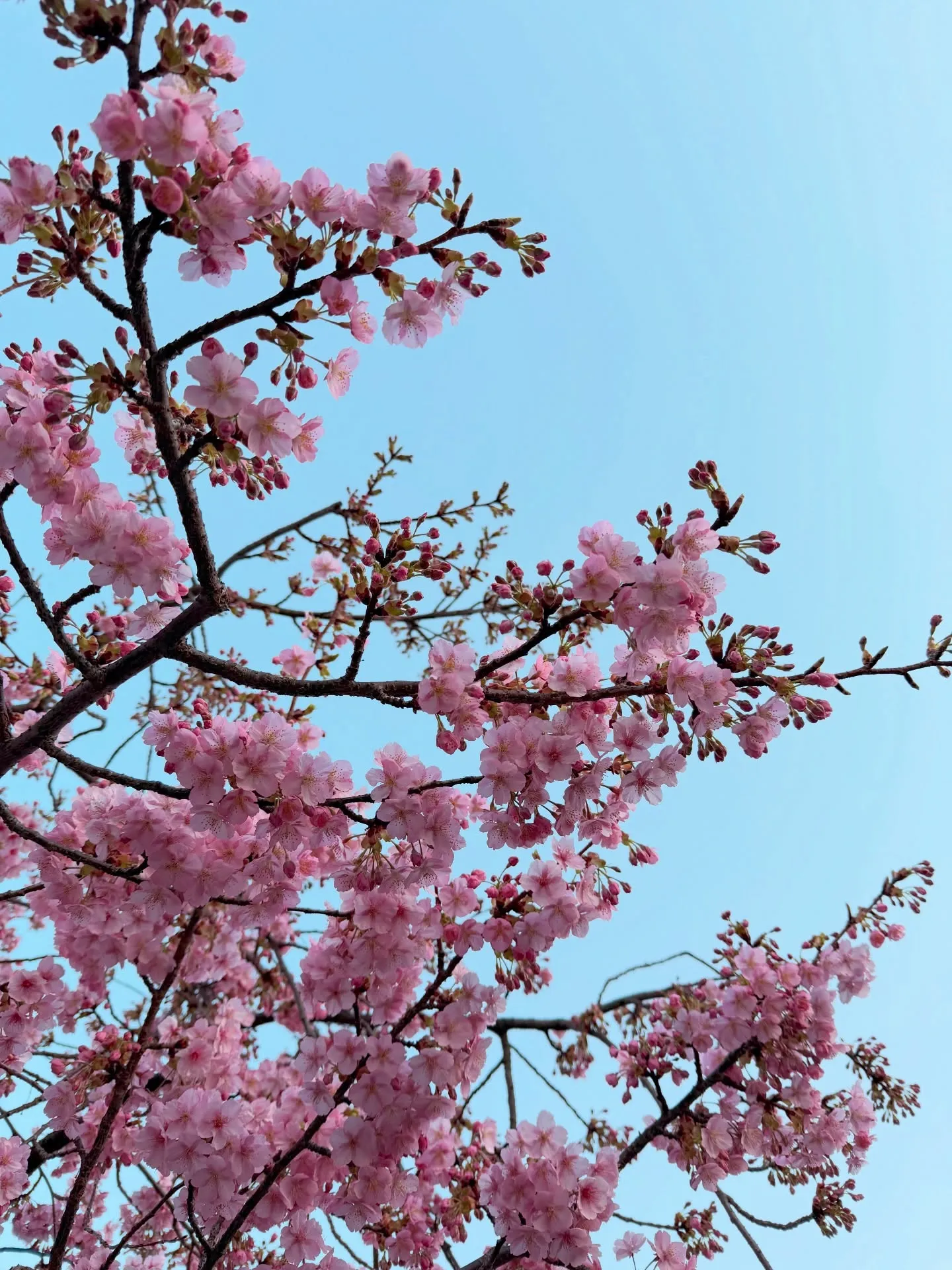 【京都 東寺 ガラクタ市 毎月第一日曜日 骨董市】
