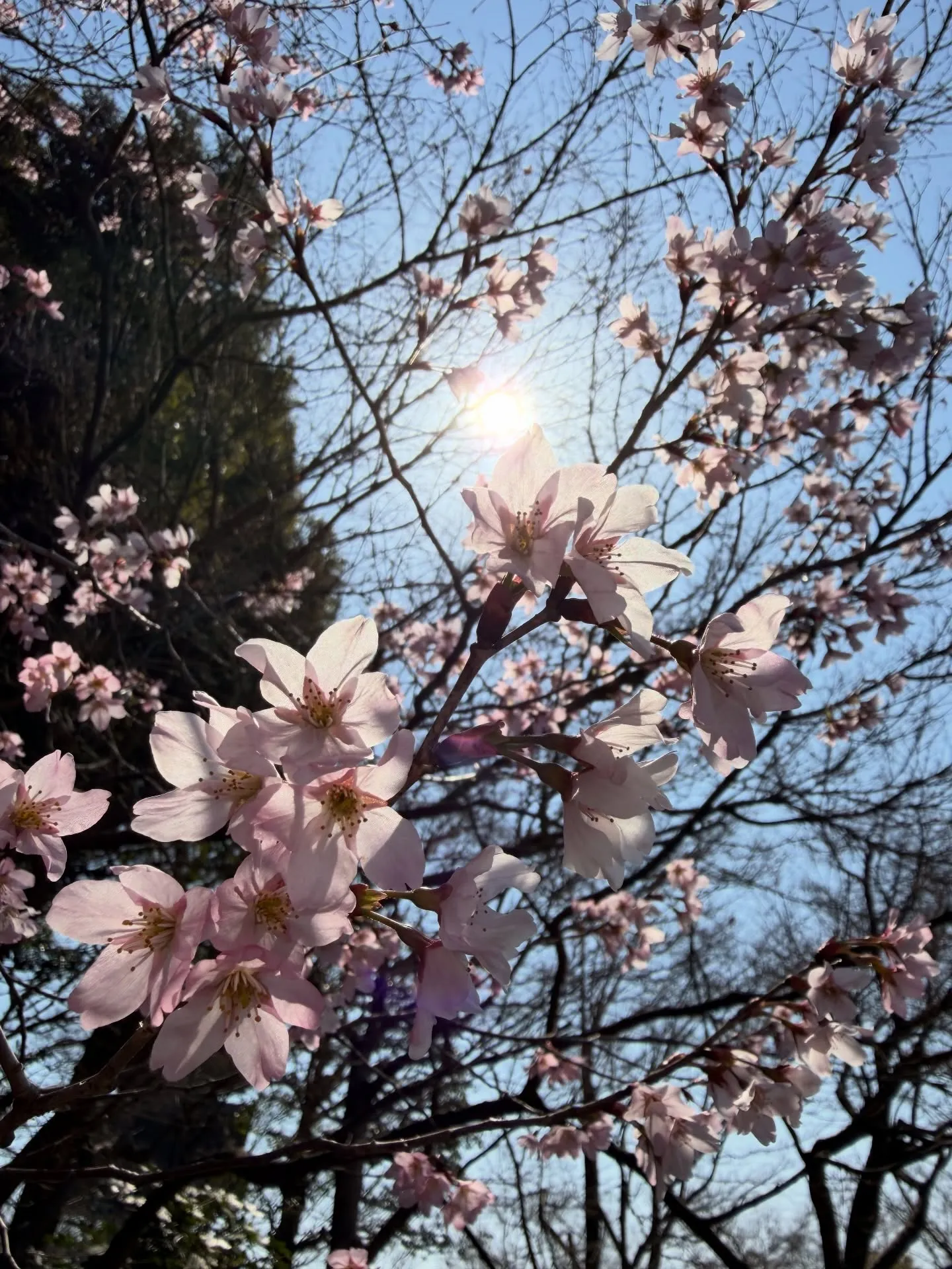 【京都 東寺 弘法市 毎月21日 骨董市】