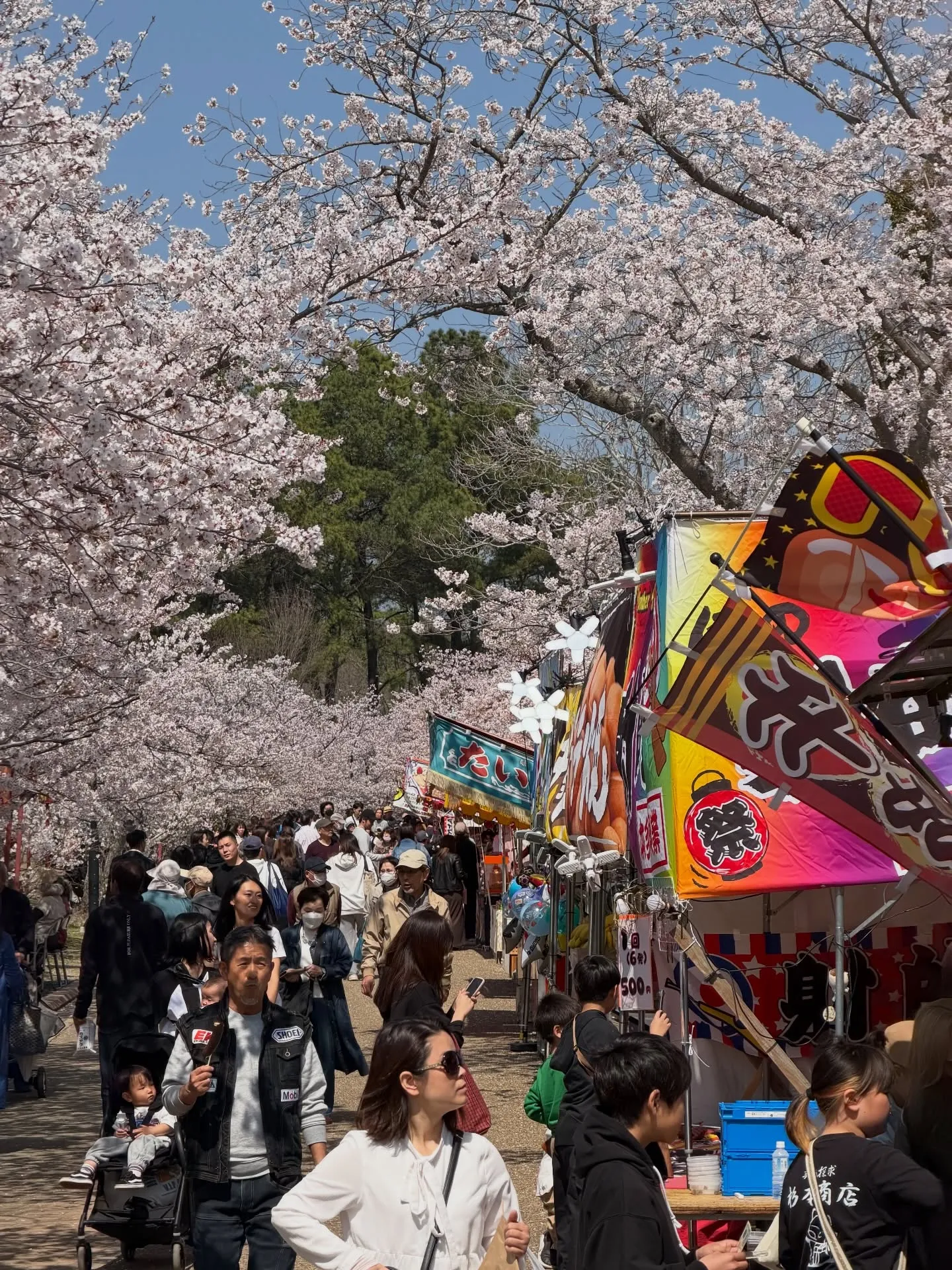 【加古川市 桜 見頃 満開 花見】