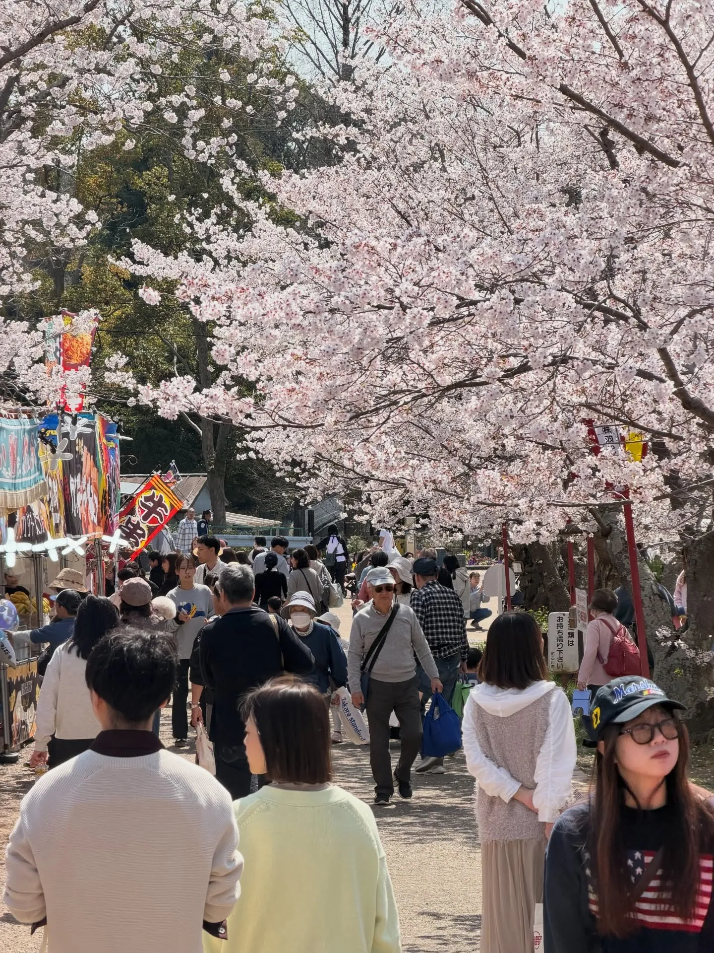 【加古川市 桜 見頃 満開 花見】