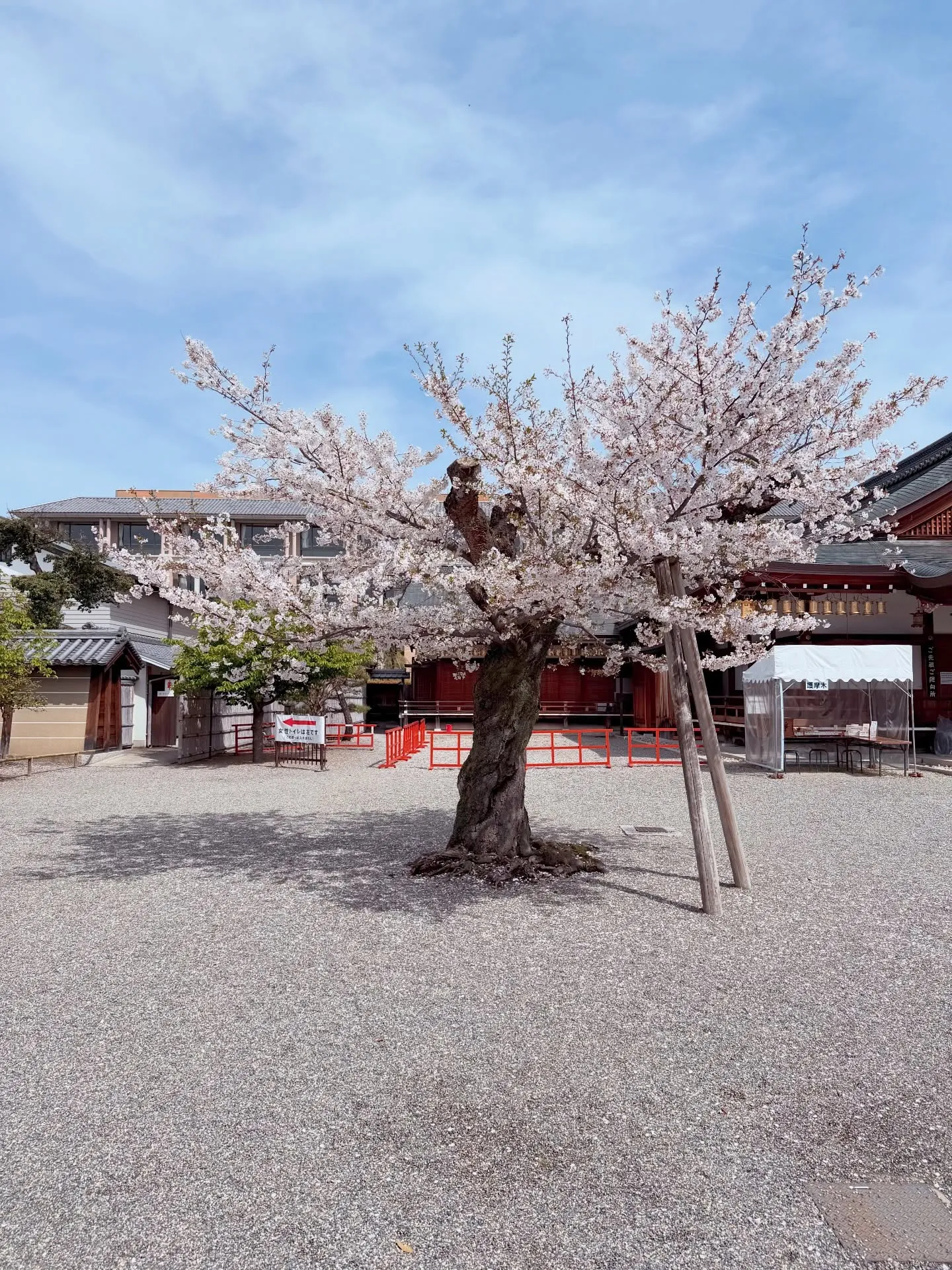 【京都府 東寺 ガラクタ市 骨董市】