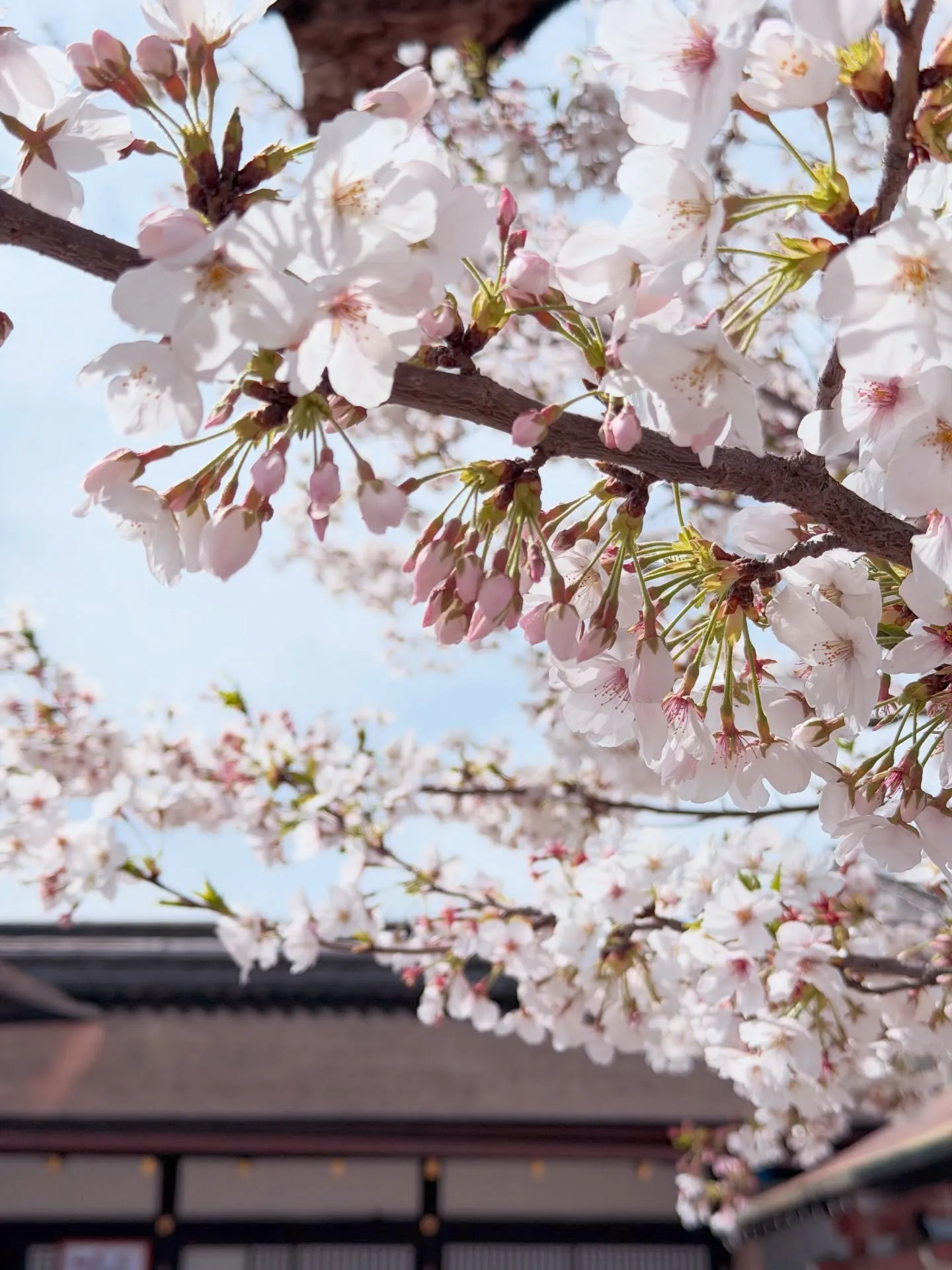 【京都府 東寺 ガラクタ市 骨董市】