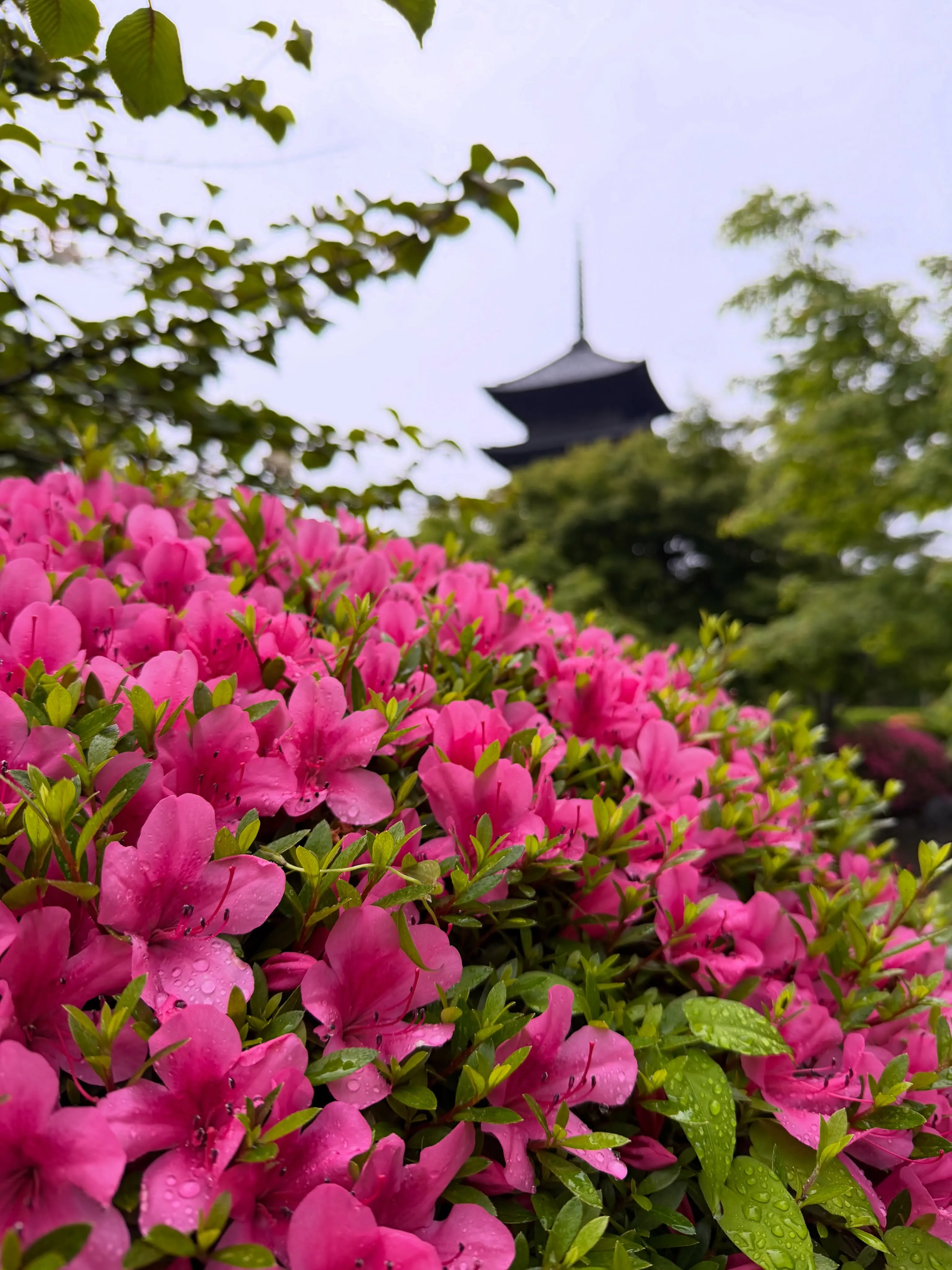 【京都 東寺 弘法市 毎月21日開催 骨董市】