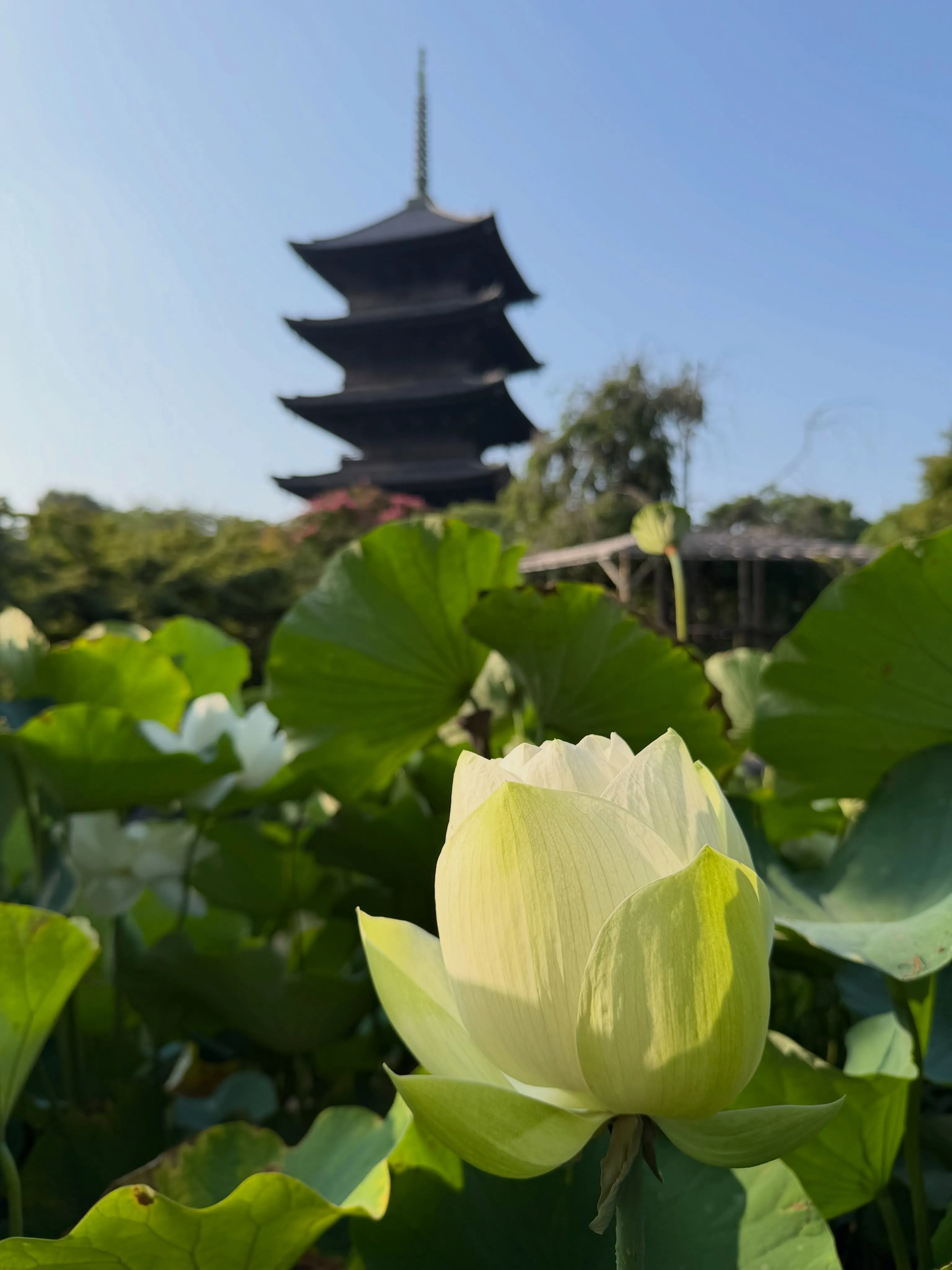 【京都 東寺 弘法市 毎月21日開催 骨董市】
