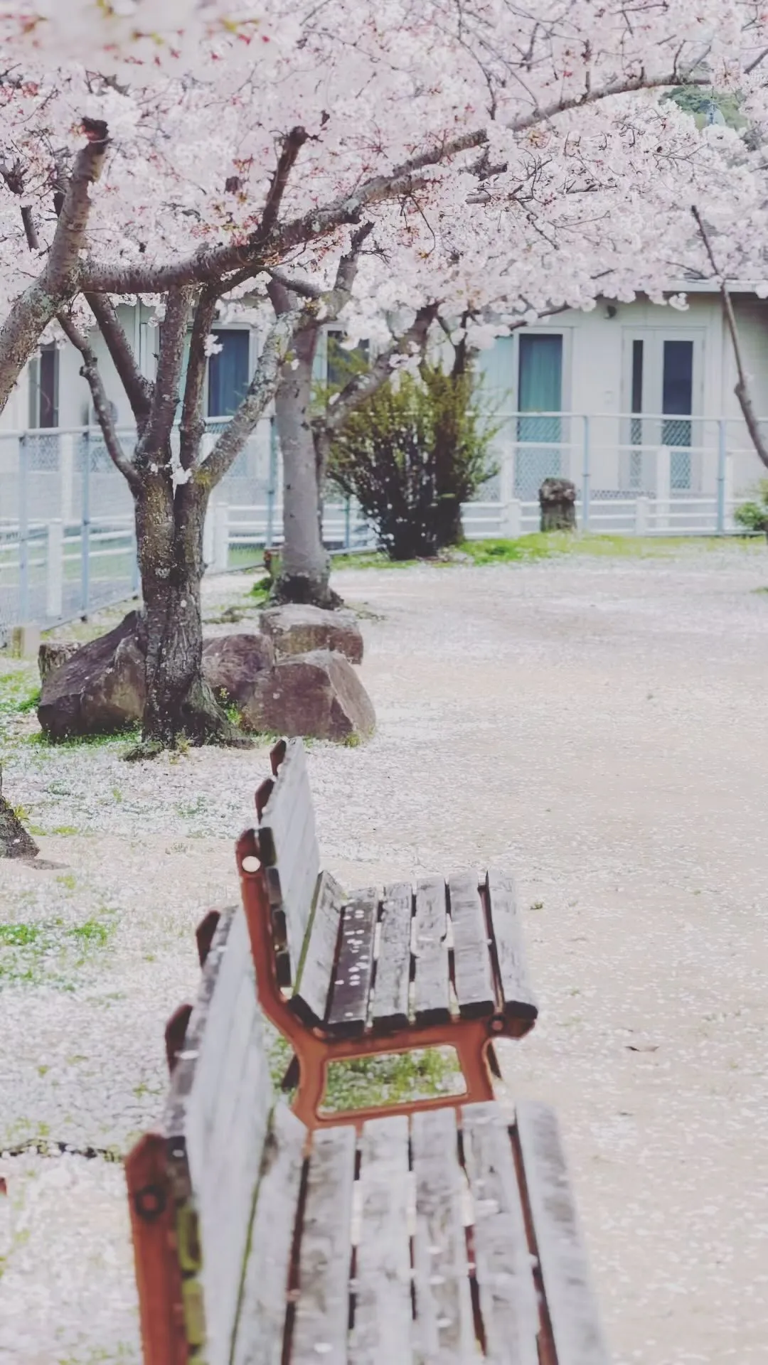 【桜 さくら 日本 春 cherry blossoms Ja...