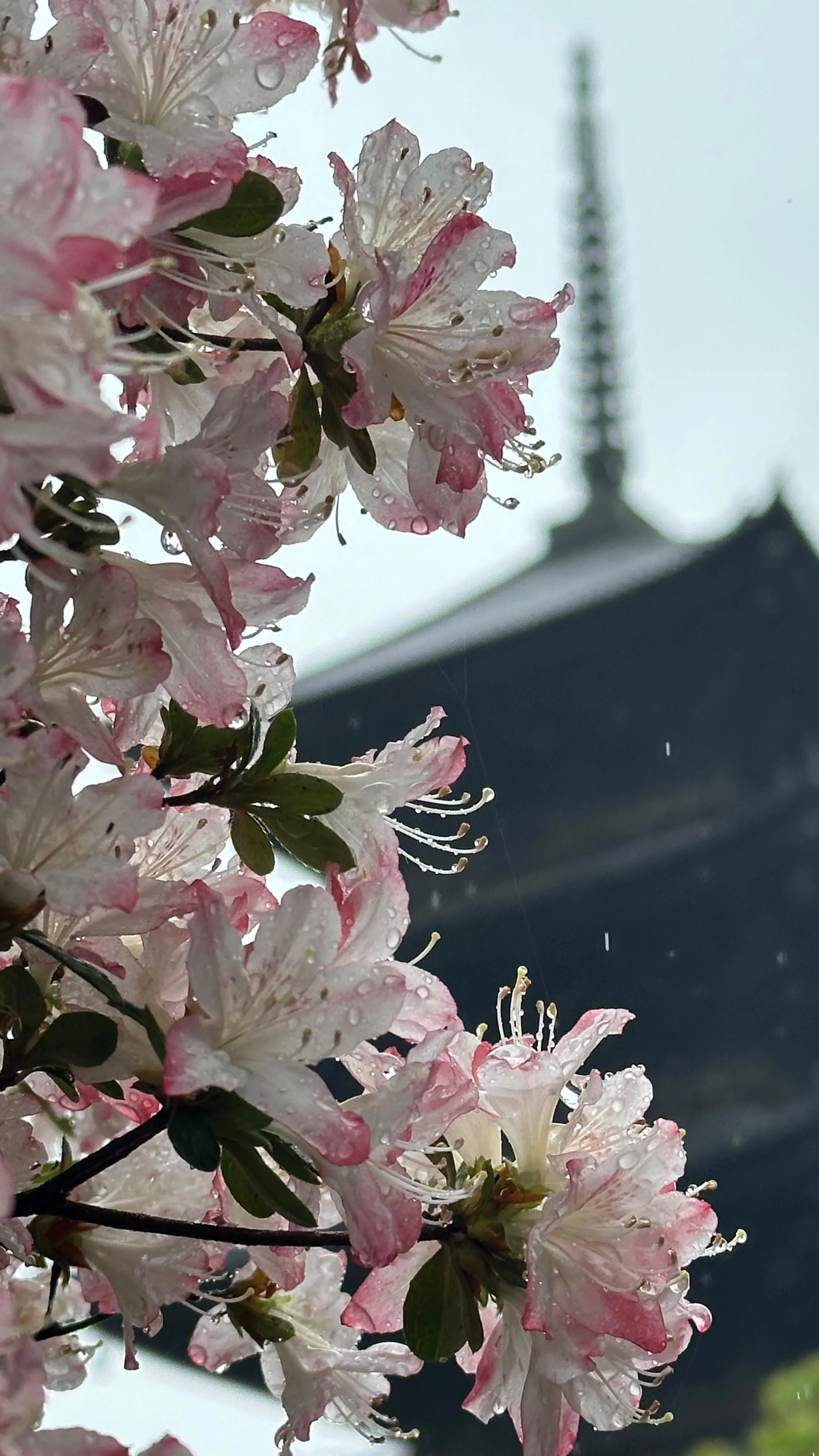 【京都 東寺 弘法市 骨董市】