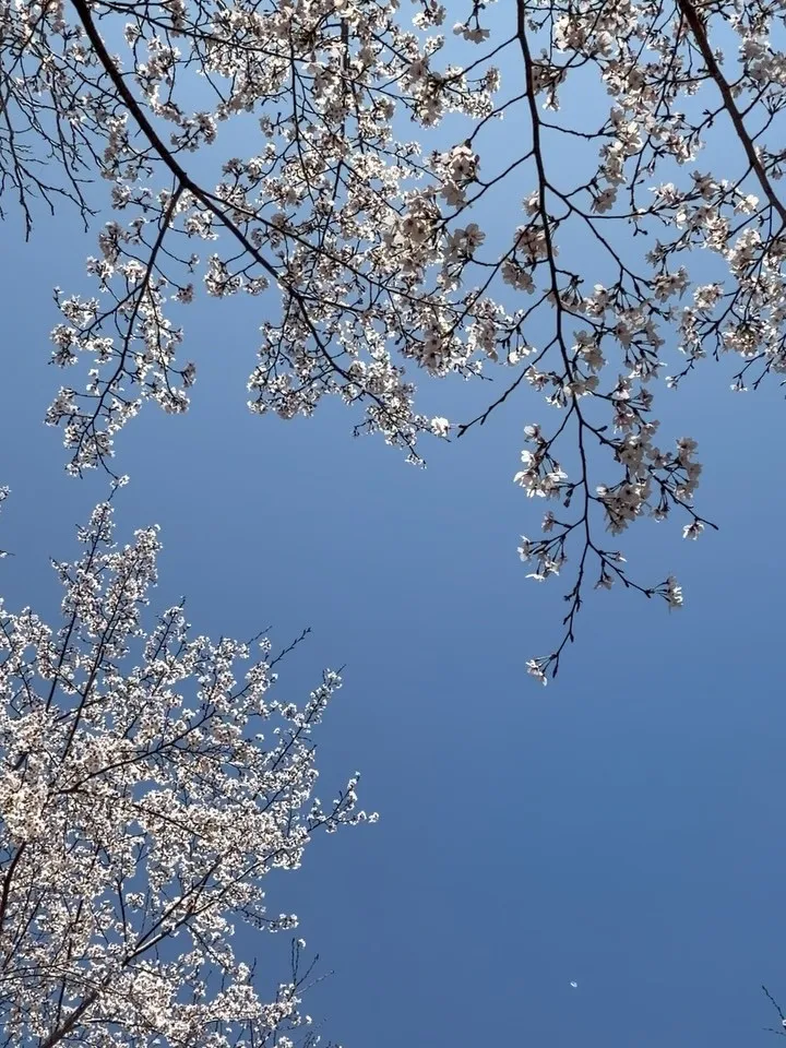 【加古川市 桜 見頃 満開 花見】